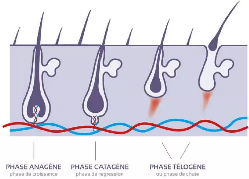 Les secrets de la pousse