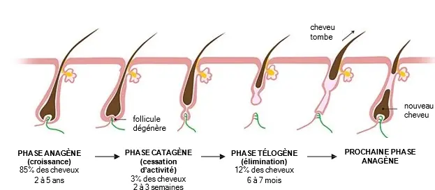 cycle du cheveu